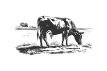 Cow Grazing In The Meadow Retro Hand Drawn Sketch. Vector Illustration Design.
