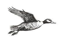 Duck Flying Hand Drawn Sketch Engraving Style. Vector Illustration Design.