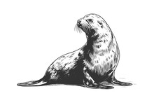 Fur Seal Hand Drawn Sketch Marine Animals. Vector Illustration Design.