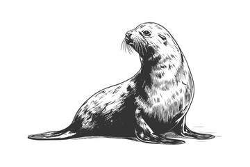 Fur seal hand drawn sketch Marine animals. Vector illustration design.