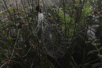spider web with dew drops