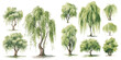 © Dgillustration12u - watercolor willow tree clipart for graphic resources