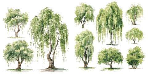 watercolor willow tree clipart for graphic resources