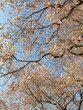 Kirschblüte im Schloßgarten Schwetzingen