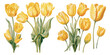 © Dgillustration12u - watercolor yellow tulip clipart for graphic resources