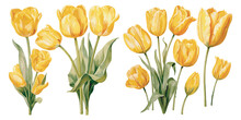 Watercolor Yellow Tulip Clipart For Graphic Resources