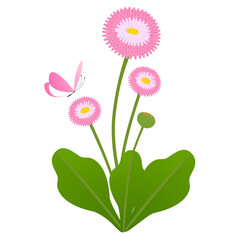 Wall Mural - Daisy flowers with a butterfly on a white background.