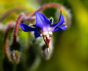 Aufkleber - Cucumber grass, Borago officinalis.
Annual borage medicinal, Borago officinalis. Honey plant. It is used to treat gout, articular arthritis and skin diseases caused by metabolic disorders.