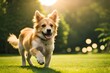 A cute playful doggy or pet is playing and looking happy in a sunlit garden