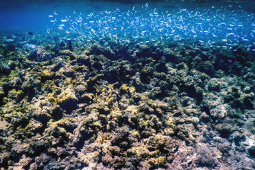 Wall Mural - Underwater landscape reef with algae, Blue underwater