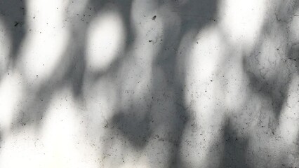shadow of the leaves of a tree swaying with the wind on the wall.4k video footage