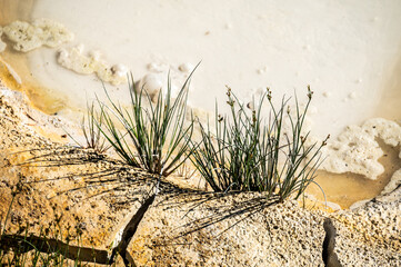 Sticker - Grasses Grow At The Edge of Thermal Paint Pots In Yellowstone