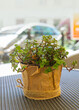 A green plant in a pot covered with brown paper against the backdrop of an urban landscape.