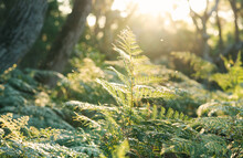 Ferns In Sunlight
