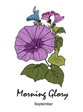 Morning Glory, September Birth Month Flower Colorful Illustration. Petunia Botanical Hand Drawn Design For Logo, Tattoo, Packaging, Card, Wall Art. Vector Isolated On Transparent Background. Sticker.