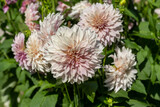 The dahlia (name, café au lait) in the dahlia garden Baden Baden near the lichtentaler alley. Baden Baden, Baden Wuerttemberg, Germany