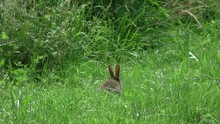 Slow Motion (x10) European Rabbit (Oryctolagus Cuniculus) Hopping Away In Long Grass, Showing Its White Tail