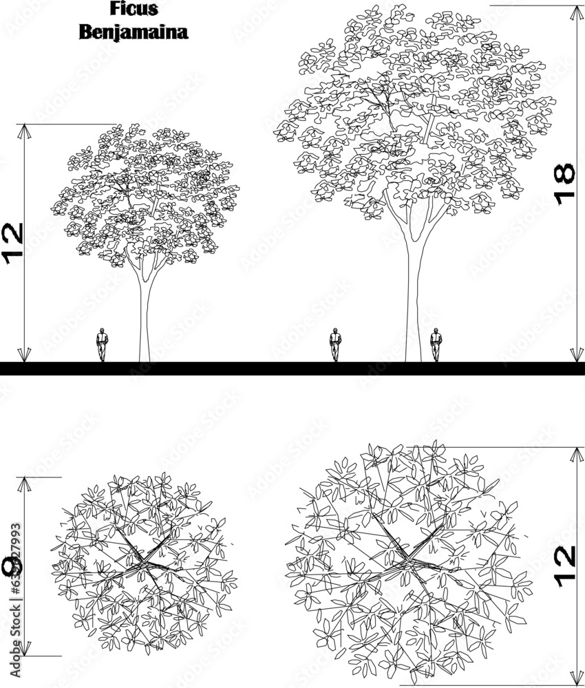 Plan View Sheared Tree Vector sketch illustration of detailed floor plan and view of tree and ...