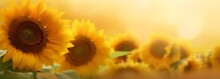 Beautiful Sunflowers Against Sunset Golden Light And Blurry Soft Ten Sunflower Field Natural Background