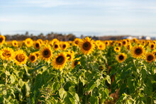 Golden Sunflowers In A Paddock