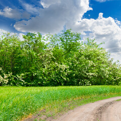 Wall Mural - Wheat field,country road, acacia thickets and cloudy sky.