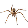 Araignée recluse brune (Loxosceles reclusa) avec transparence, sans background