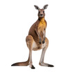 Kangourou avec transparence, sans background