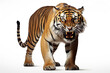Fierce Royal Tiger isolated on white background