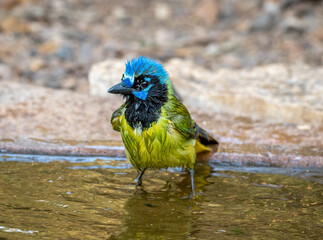 Wall Mural - soaking wet green jay