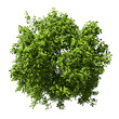 From above jungle green tree top view on transparent backgrounds 3d illustrations png