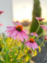 Pink Coneflowers At Sunset