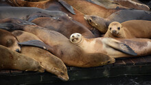 Sea Lions, Funny And Cute Photos