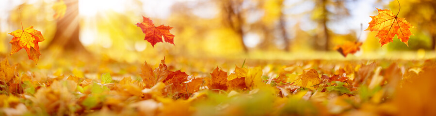 Falling autumn maple leaves in the park. Beautiful october background