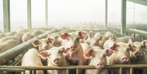 Indoor pig farm. Many dirty pigs inside an industrial pig farm. Young big domestic pigs at animal farm indoors.

