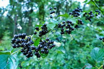 Wall Mural - Black berries of the Common Dogwood Tree (Cornus sanguinea) following heavy rainfall
