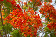 Flowering red Poinciana tree or Delonix regia or Flamboyant tree, natural close-up floral background. Peacock flower tree blossom.