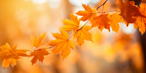 Wall Mural - Colorful maple leaves in autumn sunny day, focus in foreground leaves, blurred bokeh background.