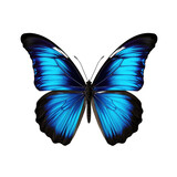 Fototapeta Motyle - Black-blue butterfly on transparent background