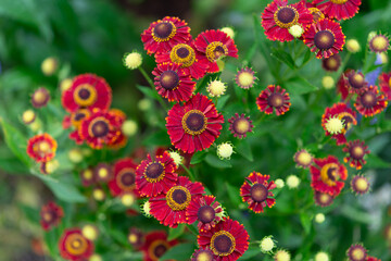 Wall Mural - deep red Helenium flowers close-up