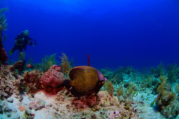 Wall Mural - A French angel fish swimming over the reef 