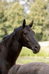 Naklejka na meble horse portrait heads in paddock paradise beautiful equine