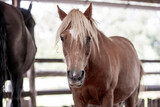 Fototapeta Konie - horse portrait heads in paddock paradise beautiful equine