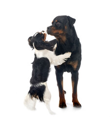 Wall Mural - cavalier king charles and rottweiler