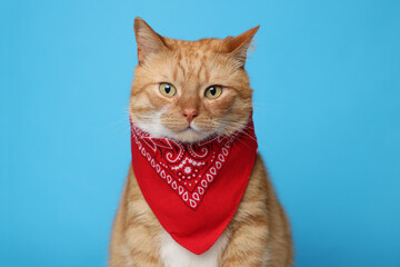 Wall Mural - Cute ginger cat with bandana on light blue background. Adorable pet