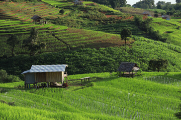 beautiful scenery of ban pa pong piang rice terraces. rice fields on a hill with view of mount at ma