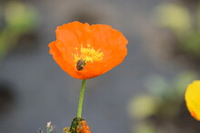 Orange Poppy With Dead Bug