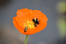 Orange Poppy With Bumblebee 
