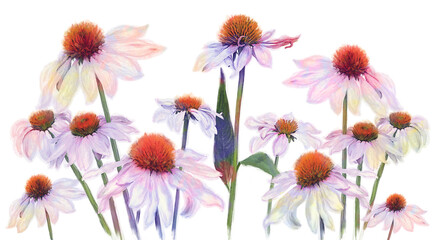 Wall Mural - Digital Watercolor Painting of Pink Daisy Flowers on White Background