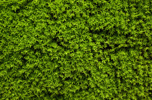 Closeup, Texture Of Moss On The Wall. Green Moss Background, Natural Moss In Nature For Text, Creative, Backdrop And Interior Design. Background With Copy Space
