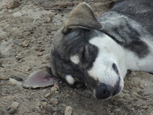 [Madagascar] The Stray Dog Sleeping On The Soil Ground In Morombe